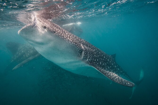 Whale Shark Swimming Adventure: Small Group with Marine Biologist - Meeting the crew at 11:00 am in central La Paz