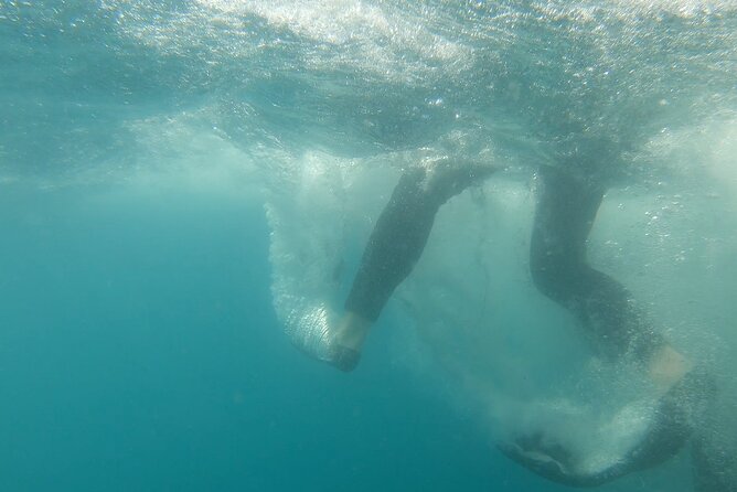 Whale Shark Swimming Adventure: Small Group with Marine Biologist - Swimming alongside a moving whale shark