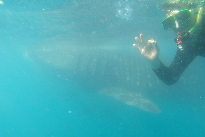 Whale Shark Swimming Adventure: Small Group with Marine Biologist - Why the small group can improve the experience