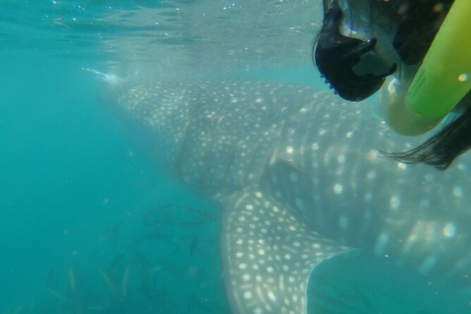 Whale Shark Swimming Adventure: Small Group with Marine Biologist - What $208.78 buys you in practical terms