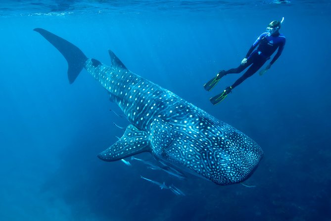 Whale Shark Swimming and Isla Mujeres Beach Tour - The Early Start at Punta Sam