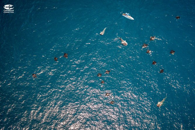 Whale Shark Swimming and Isla Mujeres Beach Tour - Who Will Enjoy This Most