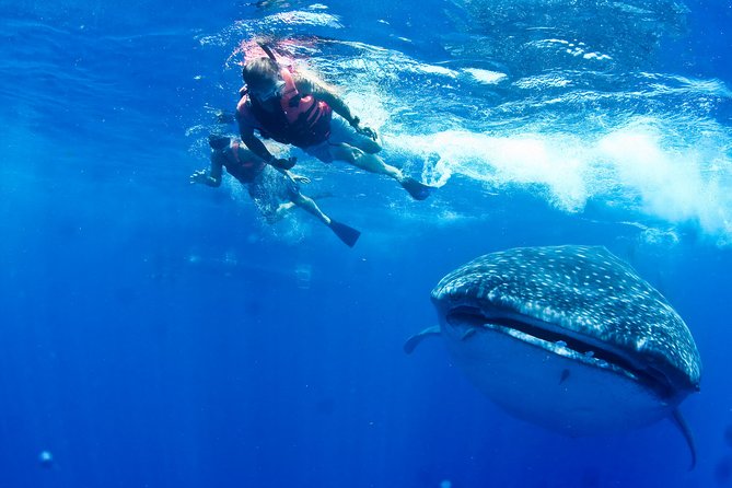 Whale Shark Tour from Cancun, Playa del Carmen, Tulum and Riviera Maya - Why swimming with whale sharks feels so special