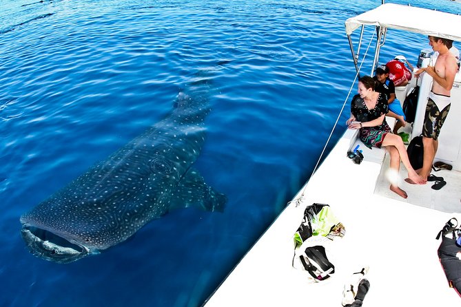 Whale Shark Tour from Cancun, Playa del Carmen, Tulum and Riviera Maya - What the $199 price really covers