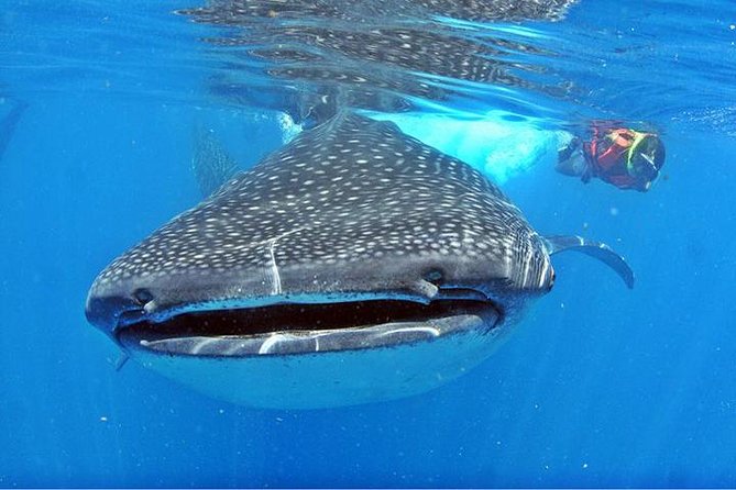 Whale Shark Tour from Cancun, Playa del Carmen, Tulum and Riviera Maya - Speedboat views, flying fish, and open-water conditions