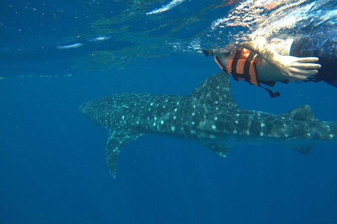 Whale Shark Tour from Holbox Island - Leaving Holbox early for the sanctuary