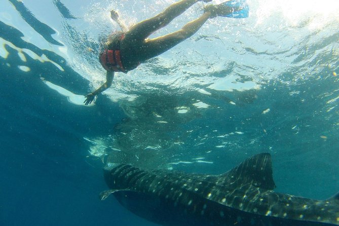 Whale Shark Tour from Holbox Island - Snorkeling and lunch at Cabo Catoche