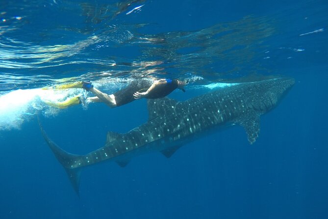 Whale Shark Tour from Holbox Island - What the $210 price really covers