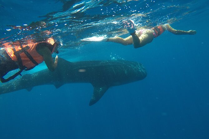 Whale Shark Tour from Holbox Island - Who will enjoy this boat trip most