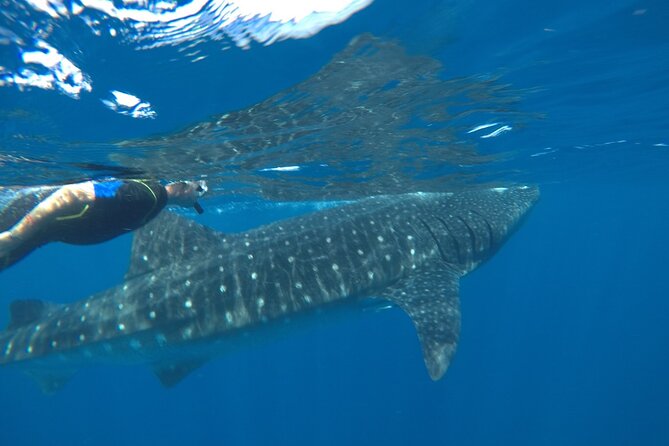 Whale Shark Tour from Holbox Island - Practical preparation for the early start
