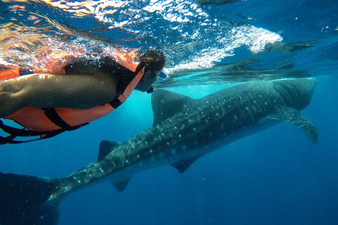 Whale Shark Tour from Holbox Island - Is the whale shark tour worth booking?