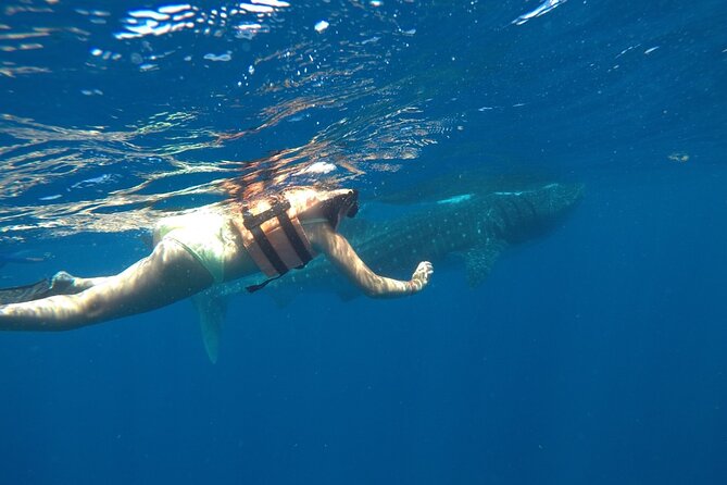 Whale Shark Tour from Holbox Island - FAQ
