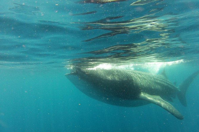 Whale Shark Tour from Holbox Island - Swimming beside the whale sharks