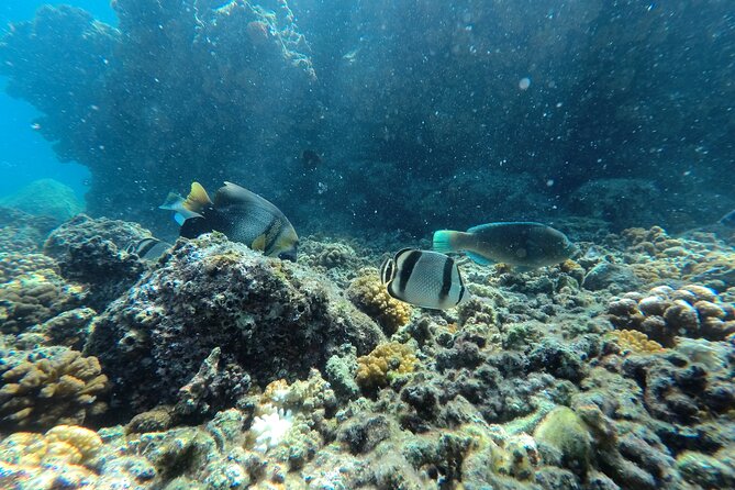 Whale sharks and sea lions snorkeling plus Balandra beach lunch - Sea lions, coral, fish, and possible dolphins