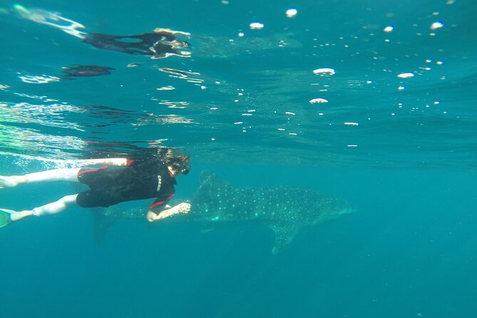 Whale sharks and sea lions snorkeling plus Balandra beach lunch - Balandra Beach and a welcome lunch