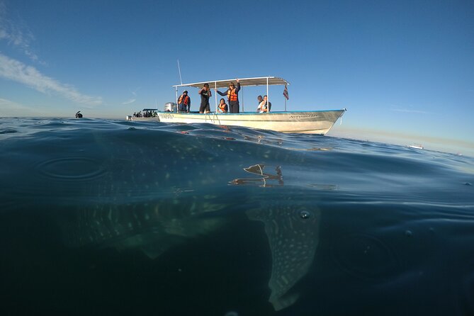 Whale sharks and sea lions snorkeling plus Balandra beach lunch - What the $250.92 price includes