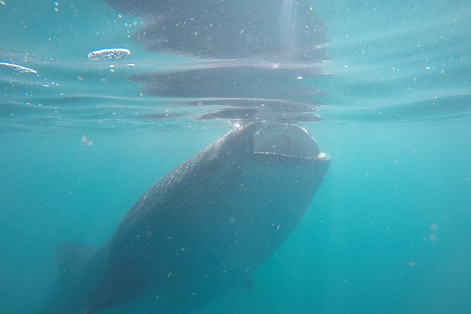 Whale sharks and sea lions snorkeling plus Balandra beach lunch - Weather, water temperature, and changes to the plan