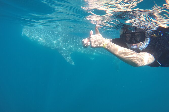 Whale sharks and sea lions snorkeling plus Balandra beach lunch - Who will get the most from this tour