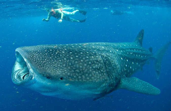 Whale Sharks Small-Group Tour in Cancun and Riviera Maya - From Hotel Pickup to Puerto Xtabay