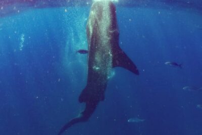 Whale Sharks Small-Group Tour in Cancun and Riviera Maya