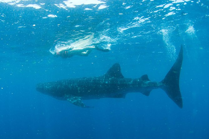 Whale Sharks Small-Group Tour in Cancun and Riviera Maya - Lunch and Water Time Near Isla Mujeres