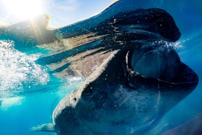 Whale Sharks Small-Group Tour in Cancun and Riviera Maya - Guides, Crew, and Safety