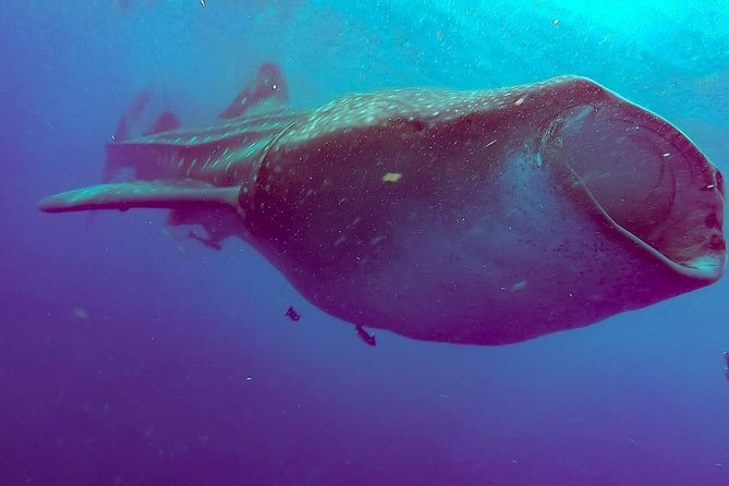 Whale Sharks Small-Group Tour in Cancun and Riviera Maya - Is the $160 Price Fair?