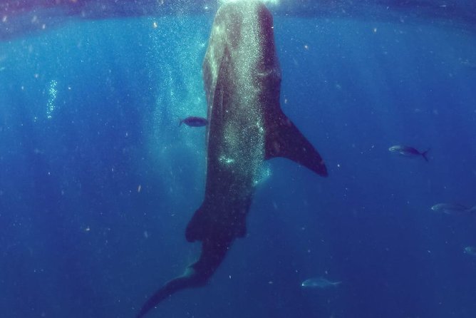 Whale Sharks Small-Group Tour in Cancun and Riviera Maya - What the Small Boat Means at Sea