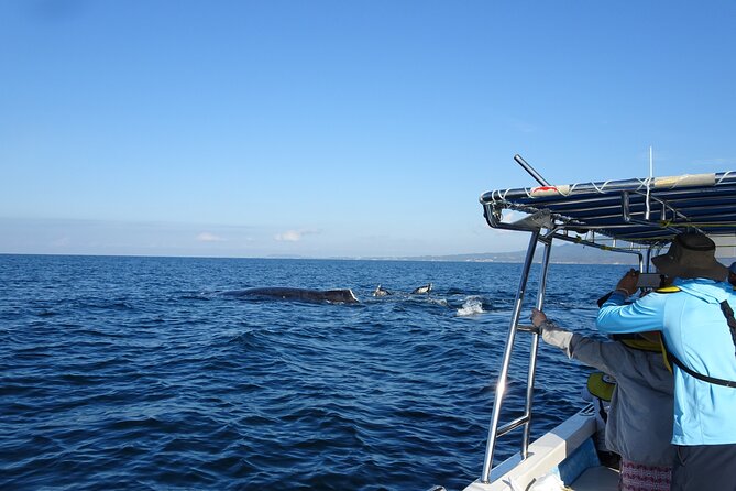 Whale Watching Adventure – Led by a Marine Biologist - Why this Puerto Vallarta whale tour feels different