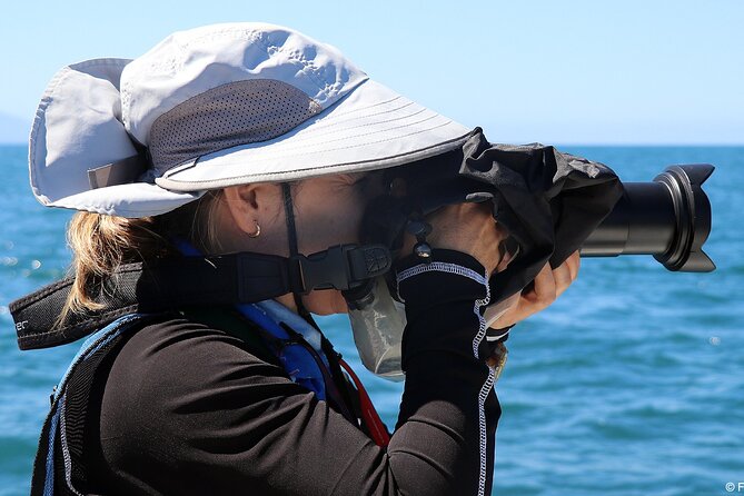 Whale Watching Adventure – Led by a Marine Biologist - More than whales: dolphins, turtles, and a manta ray