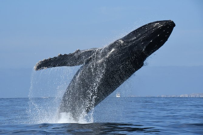 Whale Watching Adventure – Led by a Marine Biologist - Is the small-group format worth the cost?