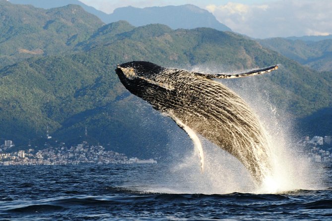Whale Watching Adventure – Led by a Marine Biologist - The 8:30 am start at Ecotours Vallarta