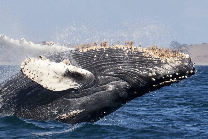 Whale Watching and Cabo San Lucas Arch - Sea of Cortez views and the sea lion colony