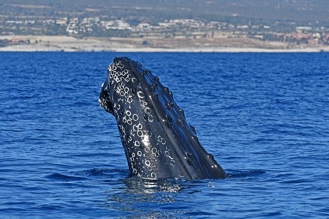 Whale Watching by Zodiac in Cabo San Lucas with Photos Included - Key points at a glance