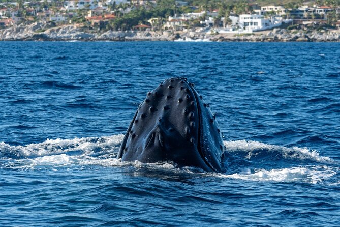 Whale Watching by Zodiac in Cabo San Lucas with Photos Included - Why Cabo is a prime whale-watching base