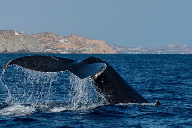Whale Watching by Zodiac in Cabo San Lucas with Photos Included - Around the Arch before the open water