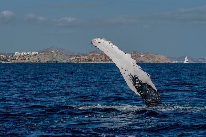Whale Watching by Zodiac in Cabo San Lucas with Photos Included - What a typical whale encounter feels like