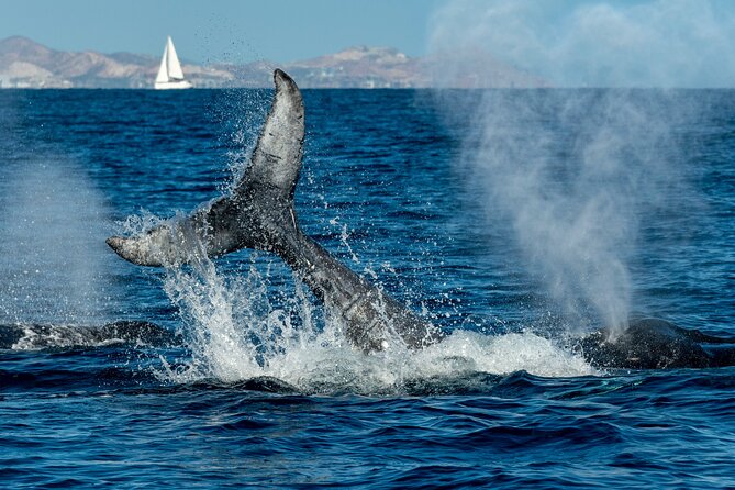 Whale Watching by Zodiac in Cabo San Lucas with Photos Included - Guides who care about the animals