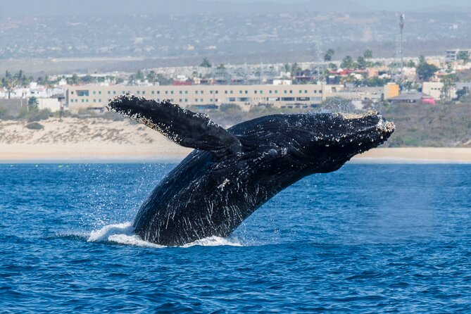 Whale Watching by Zodiac in Cabo San Lucas with Photos Included - Photos and videos included in the price