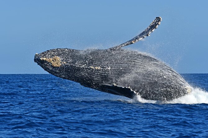 Whale Watching by Zodiac in Cabo San Lucas with Photos Included - Snacks, water, and what the duration means