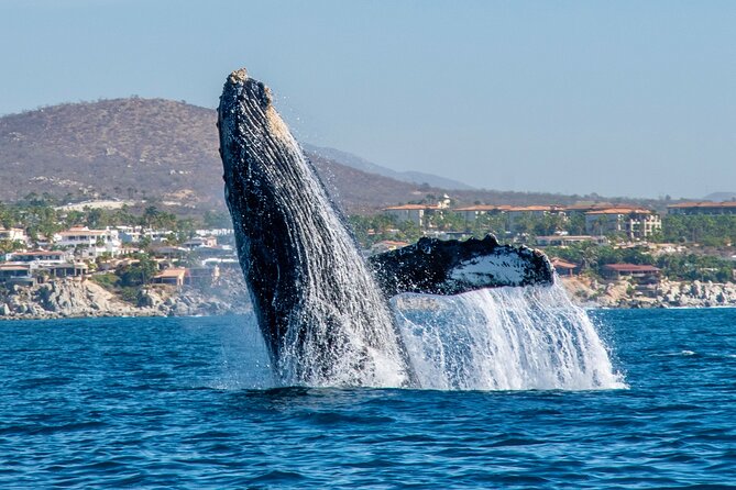 Whale Watching by Zodiac in Cabo San Lucas with Photos Included - Finding the marina meeting point