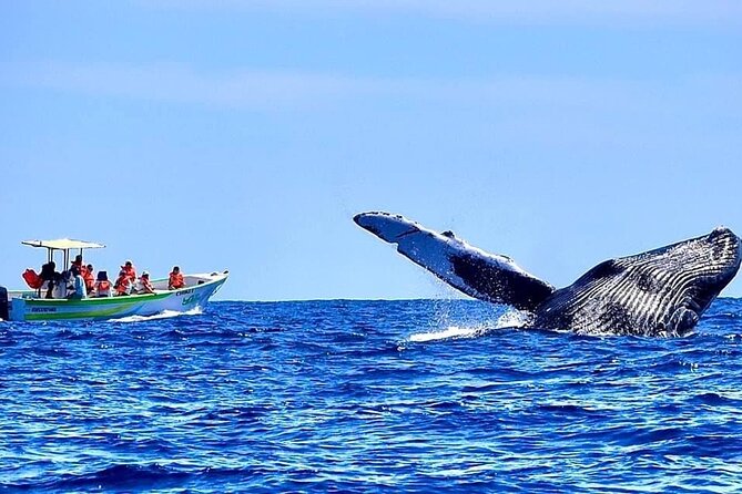 Whale Watching Cabo-Women crew-Sightings Guaranteed & Free Photos - Learning to read the whales