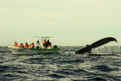 Whale Watching Cabo-Women crew-Sightings Guaranteed & Free Photos