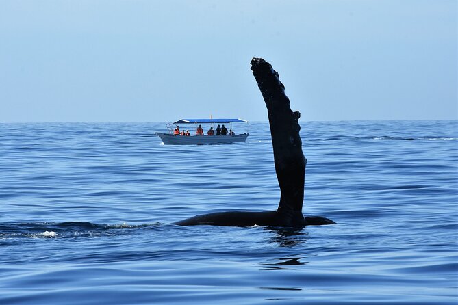 Whale Watching Cabo-Women crew-Sightings Guaranteed & Free Photos - Hearing whale songs through the hydrophone