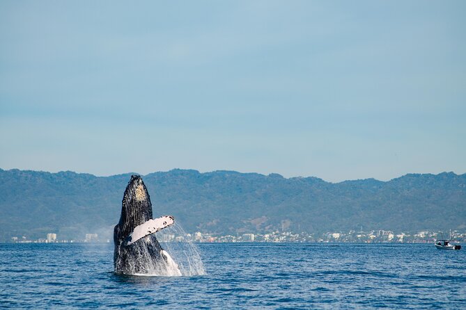 Whale Watching Cruise In Puerto Vallarta & Nuevo Vallarta - Why Banderas Bay Is the Main Attraction