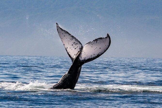 Whale Watching Cruise In Puerto Vallarta & Nuevo Vallarta - Comfort, Shade, and Photo Space