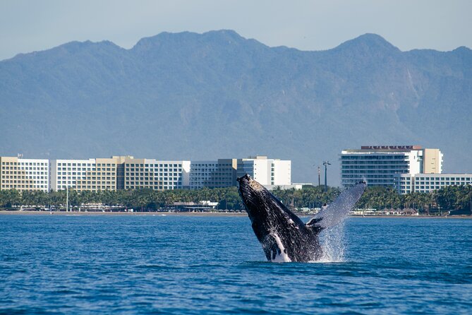 Whale Watching Cruise In Puerto Vallarta & Nuevo Vallarta - How Good Is the Whale Watching?