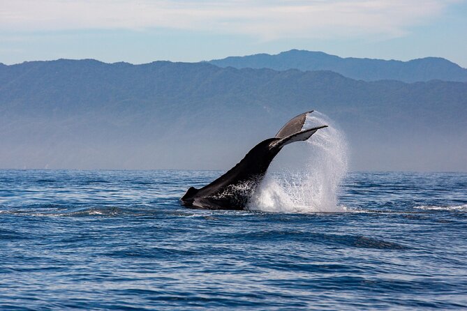 Whale Watching Cruise In Puerto Vallarta & Nuevo Vallarta - Who Will Enjoy This Cruise Most?