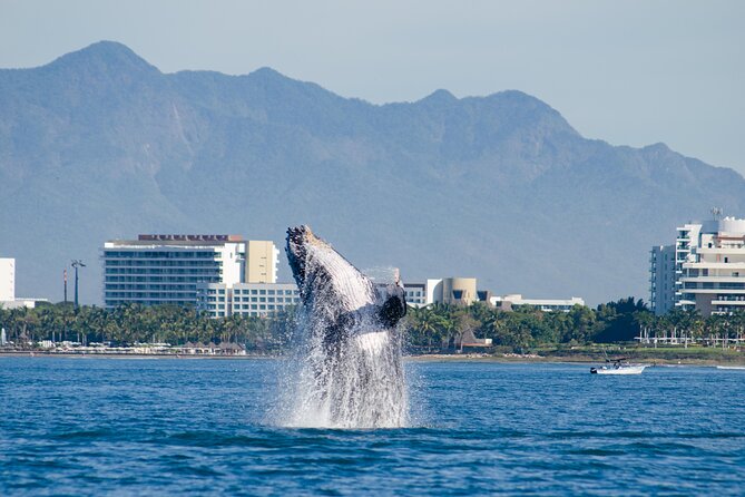Whale Watching Cruise In Puerto Vallarta & Nuevo Vallarta - What You Actually Eat on Board