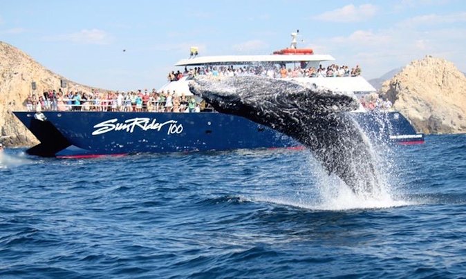 Whale Watching Dinner Cruise in Cabo San Lucas - Searching the water for humpback and gray whales